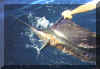 sailfish.jpg (32735 bytes)