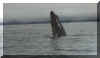 whale.JPG (18297 bytes)